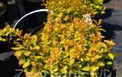 dil Thunbergv Golden Zwerg - Berberis thunbergii Golden Zwerg