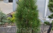 borovice ern Green Tower - Pinus nigra Green Tower