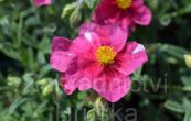 devaternk Raspberry Ripple - Helianthemum Raspberry Ripple