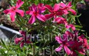 plamenka dlovit Atropurpurea - Phlox subulata Atropurpurea