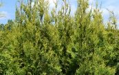 zerav zpadn Frieslandia - Thuja occidentalis Frieslandia