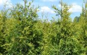 zerav obrovsk Krnik - Thuja plicata Krnik