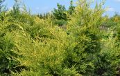 jalovec čínský Kuriwao Gold - Juniperus chinensis Kuriwao Gold