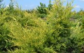 jalovec nsk Kuriwao Gold - Juniperus chinensis Kuriwao Gold