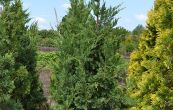 jalovec nsk Monarch - Juniperus chinensis Monarch