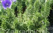 rozmarn lkask - Rosmarinus officinalis