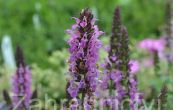 alvj hajn Sensation Compact Violet - Salvia nemorosa Sensation Compact Violet