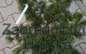 borovice kle Krauskopf - Pinus mugo Krauskopf