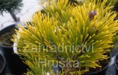 borovice kleč Laarhaede - Pinus mugo Laarhaede
