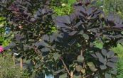 ruj vlasat Royal Purple - Cotinus coggygria Royal Purple