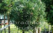 borovice kleč Midget (na kmínku) - Pinus mugo Midget (na kmínku)