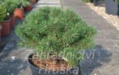 borovice kle any - Pinus mugo any