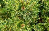 borovice kle Sunshine - Pinus mugo Sunshine