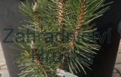 borovice černá Komet - Pinus nigra Komet