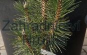 borovice ern Komet - Pinus nigra Komet