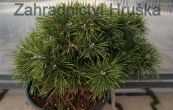 borovice pyrenejsk Jitka - Pinus uncinata Jitka