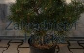 borovice kle Compressa - Pinus mugo Compressa