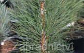 borovice ern Green Tower - Pinus nigra Green Tower