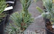 borovice drobnokvt Schoon's Bonsai - Pinus parviflora Schoon's Bonsai