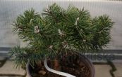 Pinus rotundata Savajsk Alpy