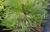 borovice černá Strypemonde - Pinus nigra Strypemonde