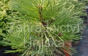 borovice ern Strypemonde - Pinus nigra Strypemonde
