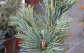 borovice zakrsl Dwarf Blue - Pinus pumila Dwarf Blue
