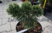 borovice kle Jacobsen - Pinus mugo Jacobsen