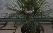 borovice ern Nana Wurstle - Pinus nigra Nana Wurstle