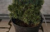 borovice pyrenejsk Kivk - Pinus uncinata Kivk