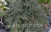 jalovec obecný Green Mantle - Juniperus communis Green Mantle