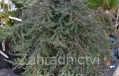 jalovec obecn Green Mantle - Juniperus communis Green Mantle