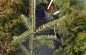 jedle balzmov Aurea - Abies balsamea Aurea