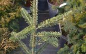 jedle balzmov Aurea - Abies balsamea Aurea