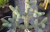 jedle panlsk Horstmann Nana - Abies pinsapo Horstmann Nana