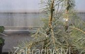 jedle ojnn Blue Cloak - Abies concolor Blue Cloak
