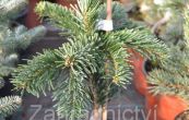 jedle kavkazsk Robusta Pendula - Abies nordmanniana Robusta Pendula