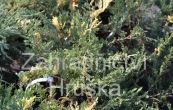 jalovec polehl Variegata - Juniperus horizontalis Variegata