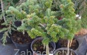 jedle blokor ajna (na kmnku) - Abies alba ajna (na kmnku)