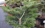 jedle balzmov Barabits Spreader - Abies balsamea Barabits Spreader