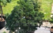 jedle kavkazsk Dobichovice (na kmnku) - Abies nordmanniana Dobichovice (na kmnku)
