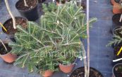 jedle korejsk Piccolo (na kmnku) - Abies koreana Piccolo (na kmnku)