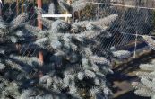 smrk pichlav Edith - Picea pungens Edith