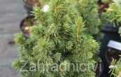 smrk ztepil Andree - Picea abies Andree