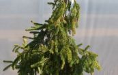 smrk ztepilý Inversa Pendula - Picea abies Inversa Pendula