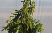 smrk ztepil Inversa Pendula - Picea abies Inversa Pendula