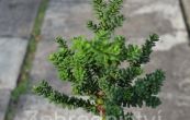 tis erven Ammersford (na kmnku) - Taxus baccata Ammersford (na kmnku)