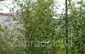 bambus - Phyllostachys aureosulcata f. spectabilis