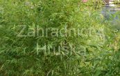 Phyllostachys nigra