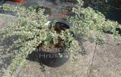 skalnk rozprosten Variegata - Cotoneaster horizontalis Variegata